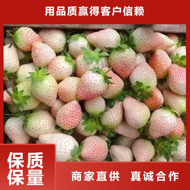 哈尼草莓苗