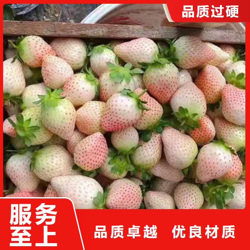 妙香7号草莓苗