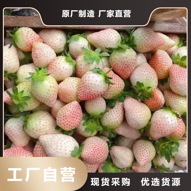 批发(兴业)草莓苗 山楂苗快速报价