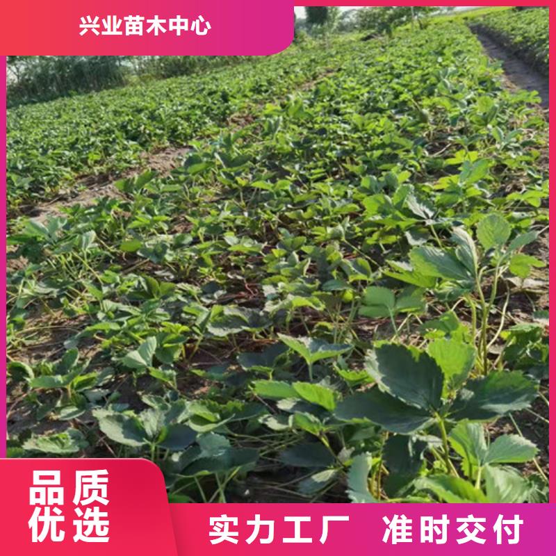 妙香7号草莓苗