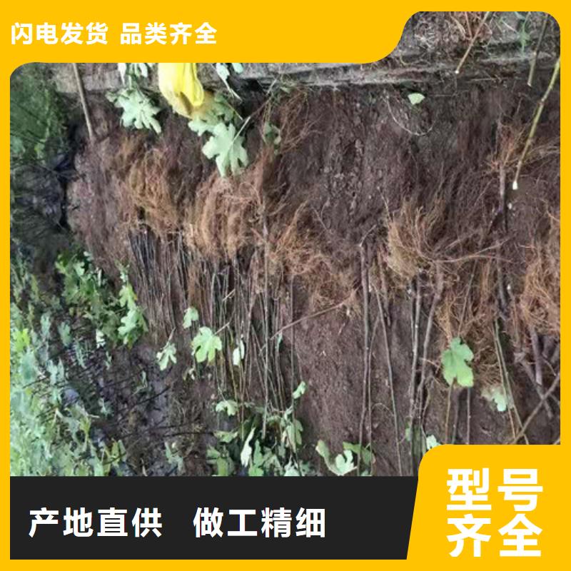 华丽无花果苗