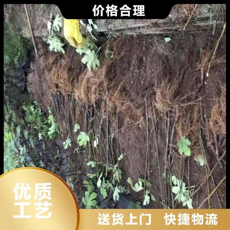 波姬红无花果树