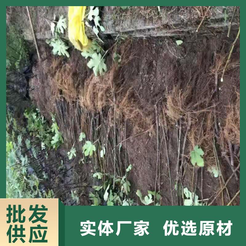 布兰瑞克无花果苗