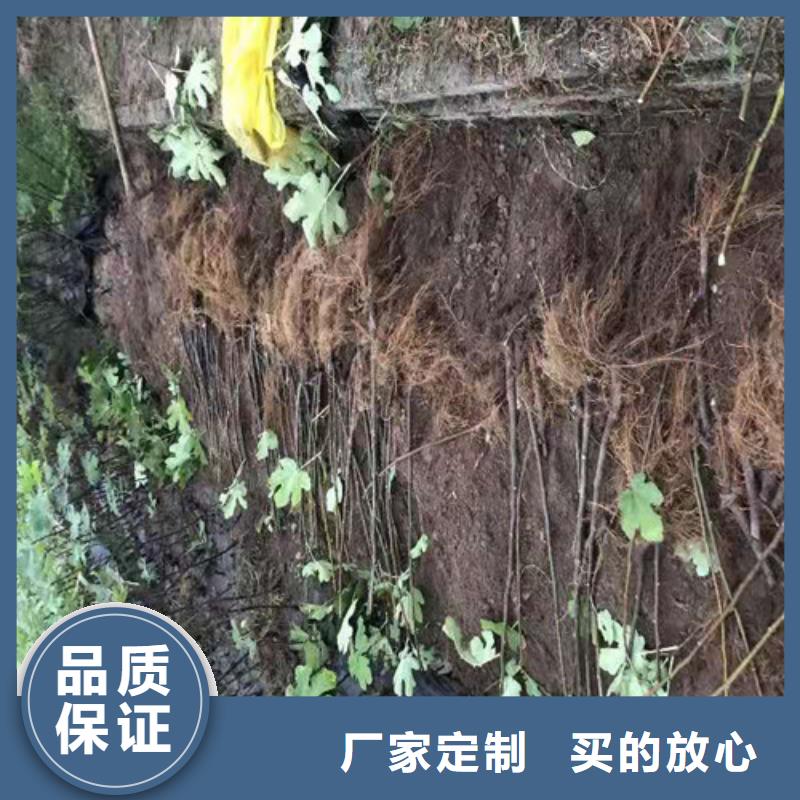 玛斯义陶芬无花果树苗