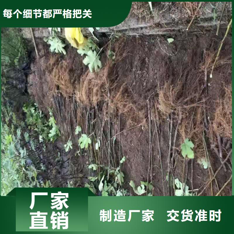 【无花果】,红耔山楂苗极速发货