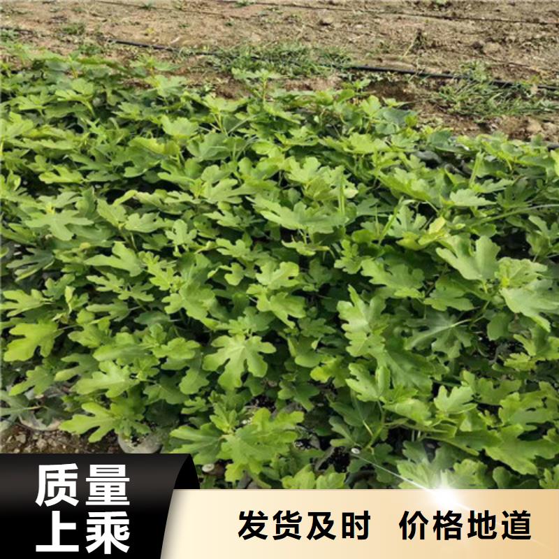 紫果无花果树苗种植基地