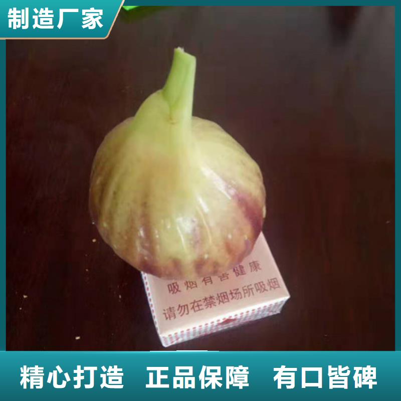 大青皮无花果树多少钱一颗