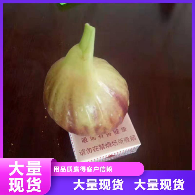 无花果-蓝莓苗出厂严格质检