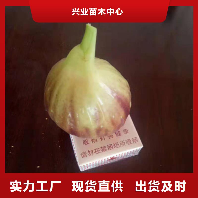 布兰瑞克无花果苗