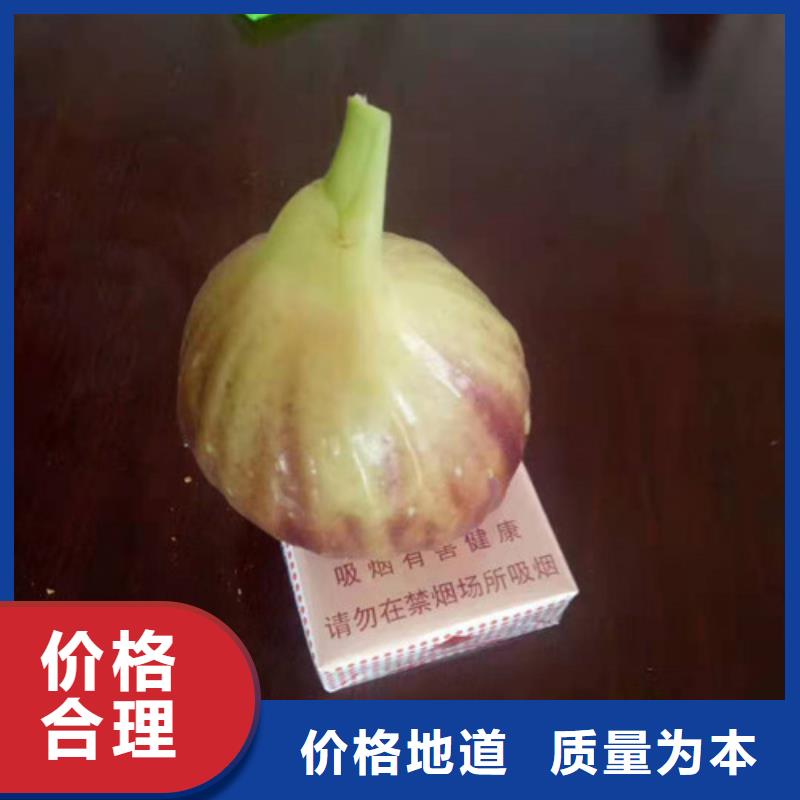 紫果无花果苗一颗多少钱