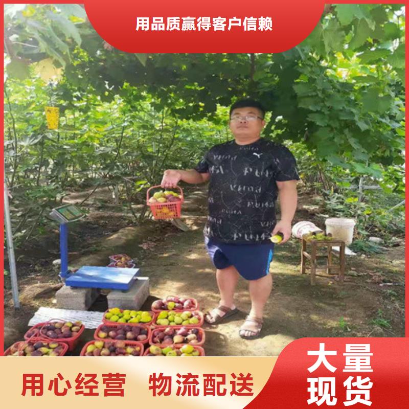 青花无花果苗什么品种好