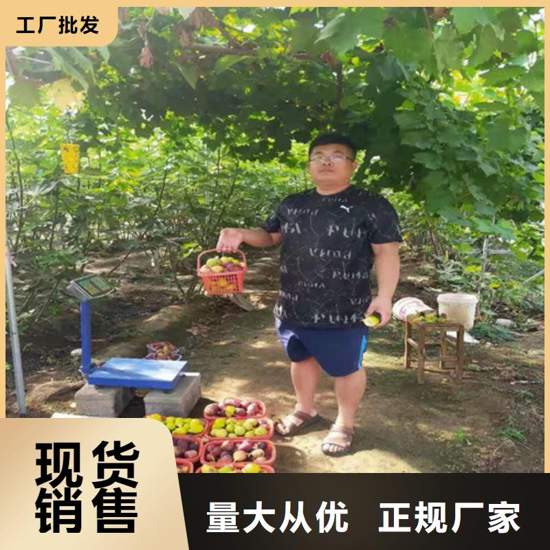 斯特拉无花果树苗