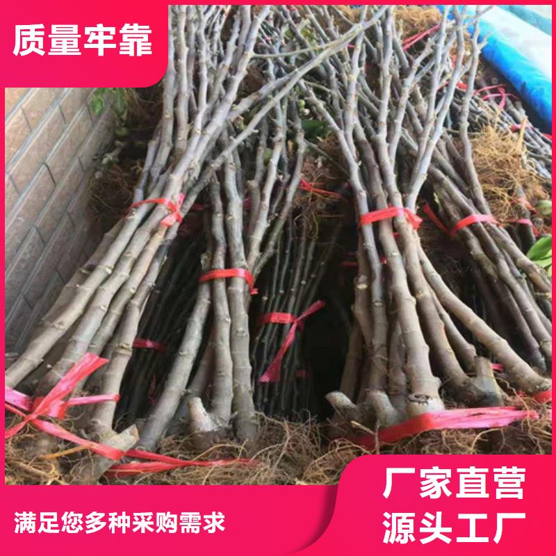 大青皮无花果苗