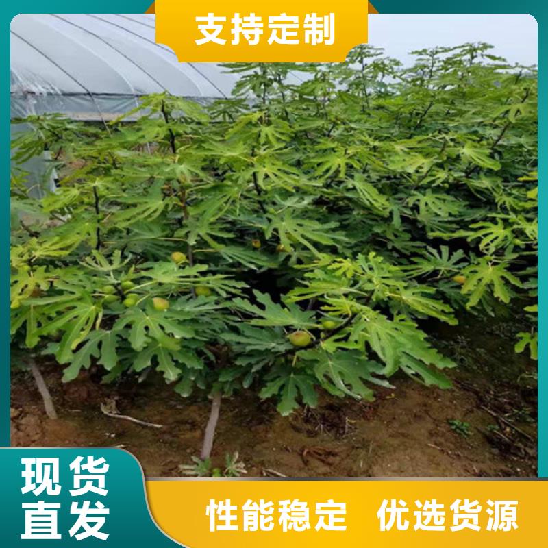 美利亚无花果苗