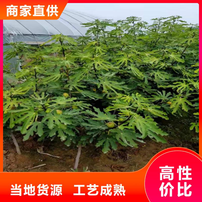 无花果-蓝莓苗出厂严格质检