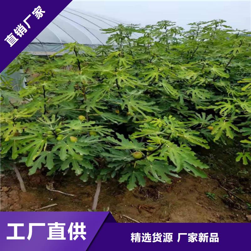 美利亚无花果树苗