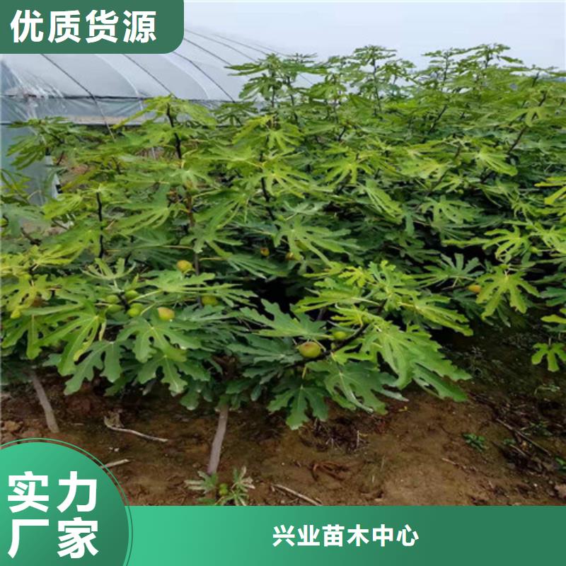 布兰瑞克无花果树