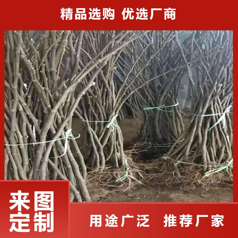 波姬红无花果树苗