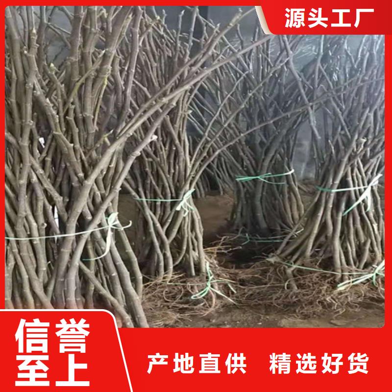 波姬红无花果树苗