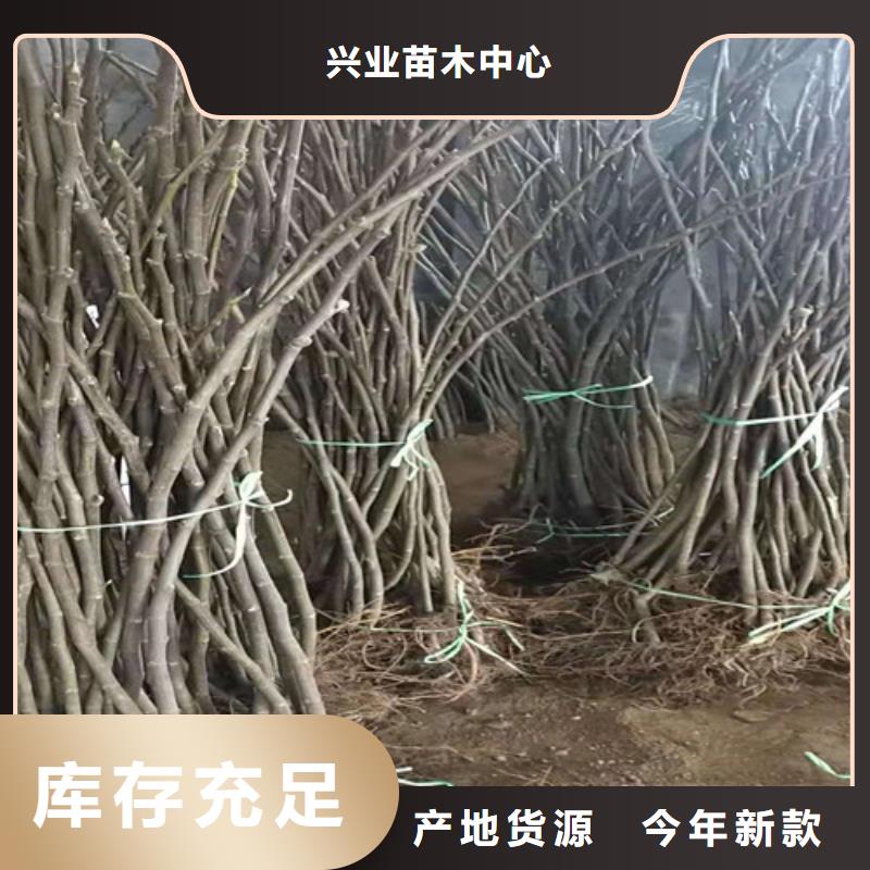 无花果蓝莓苗海量库存