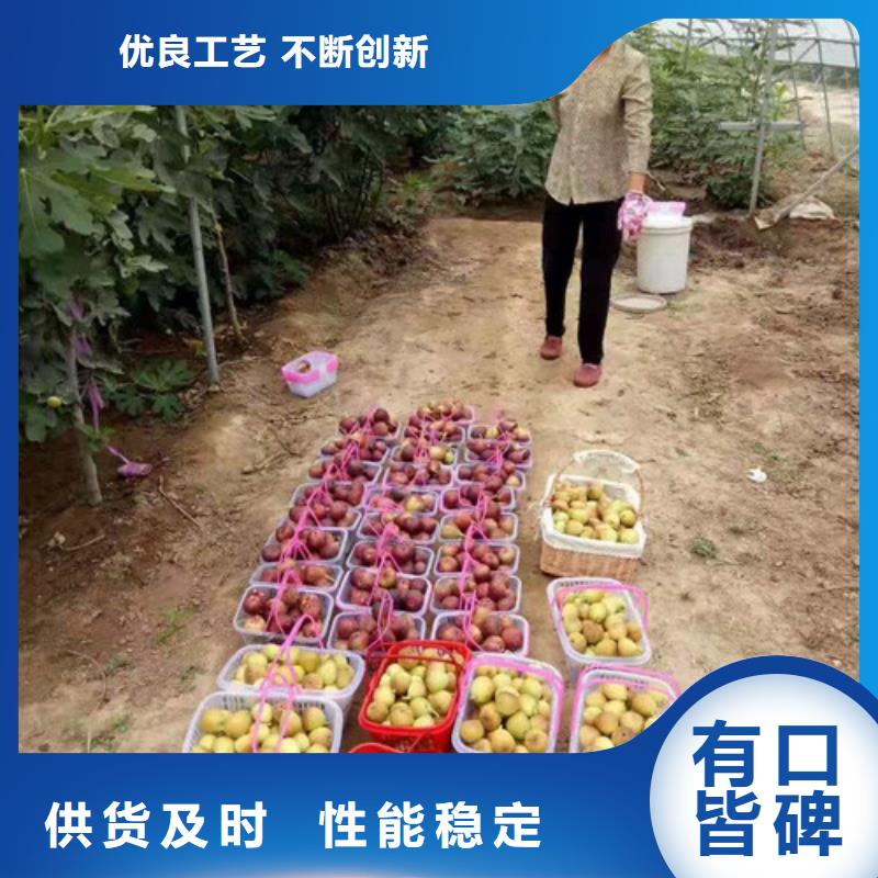 无花果山楂苗N年大品牌