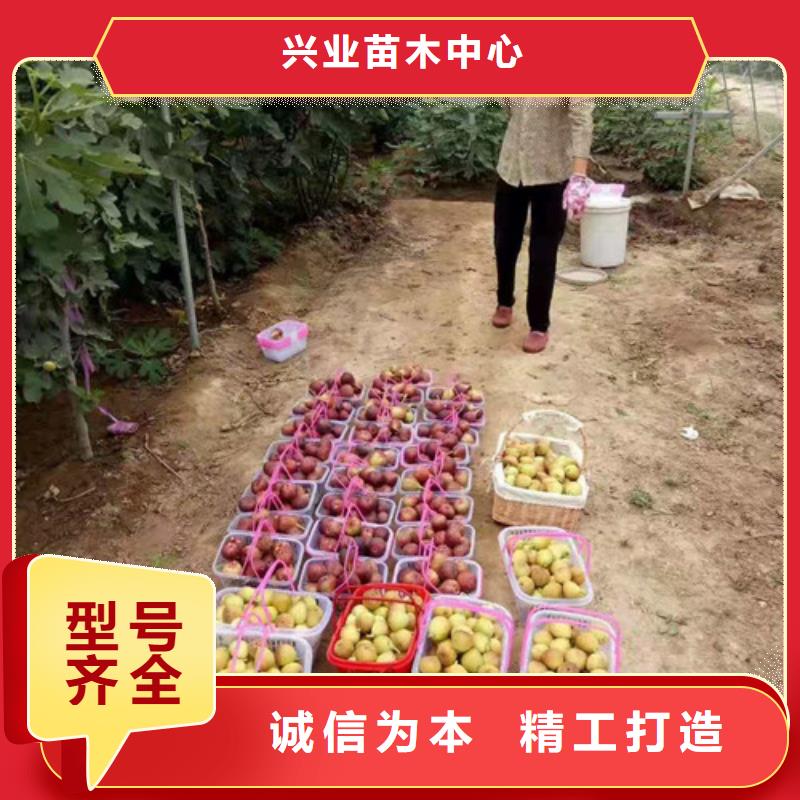 中农无花果树苗