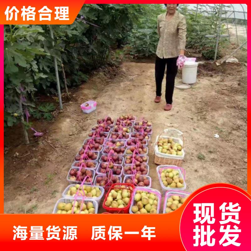 斯特拉无花果树苗价格