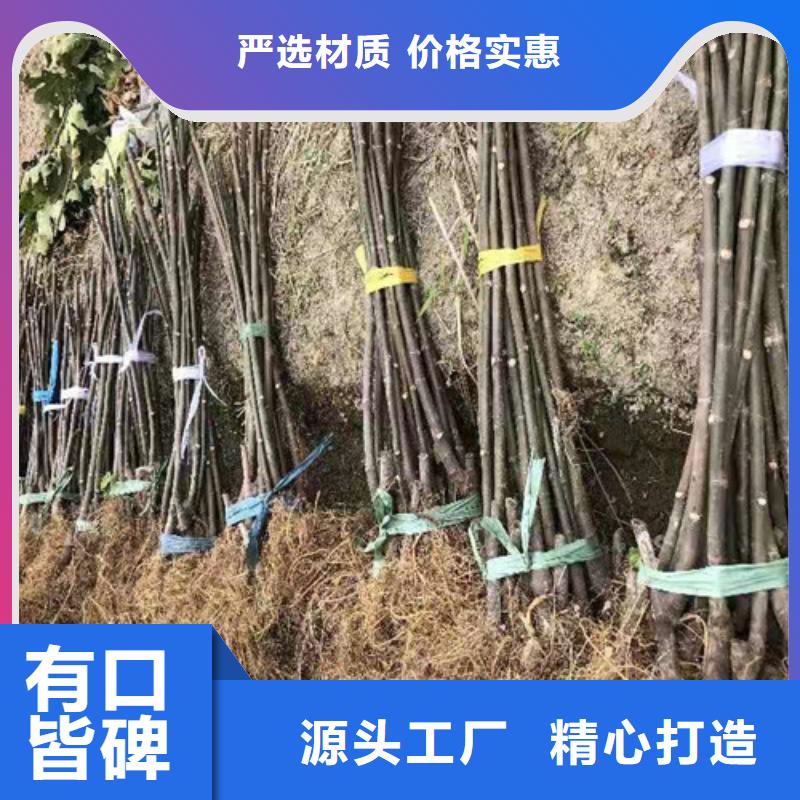 青皮无花果树苗