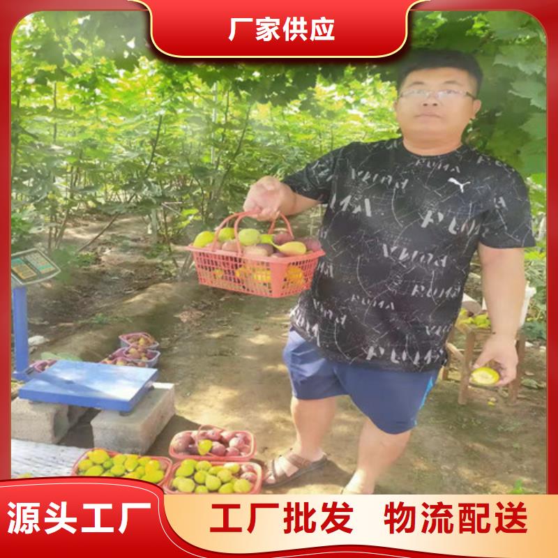 【无花果】,红耔山楂苗极速发货