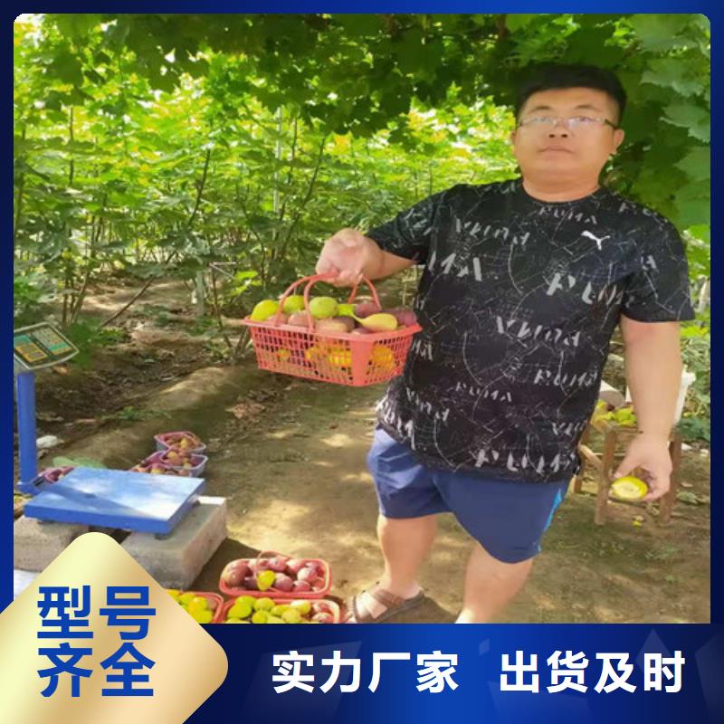 布兰瑞克无花果批发