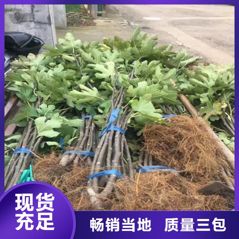 紫果无花果苗