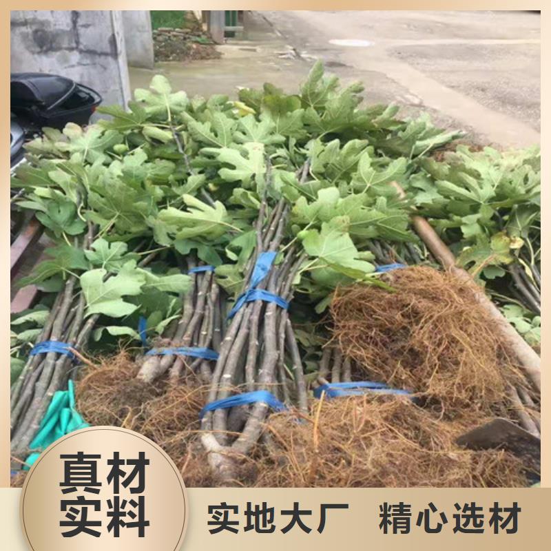 文昌市大青皮无花果