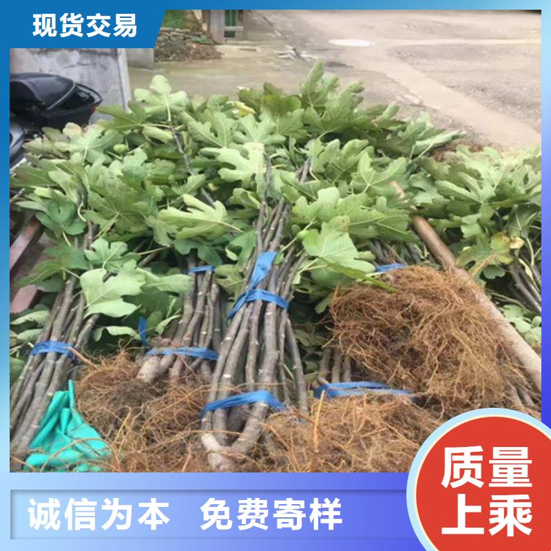 无花果大棚草莓苗源头厂家直销