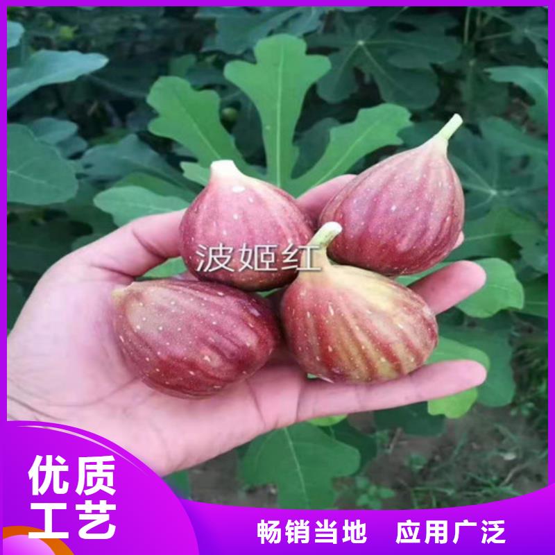 新疆早黄无花果树苗