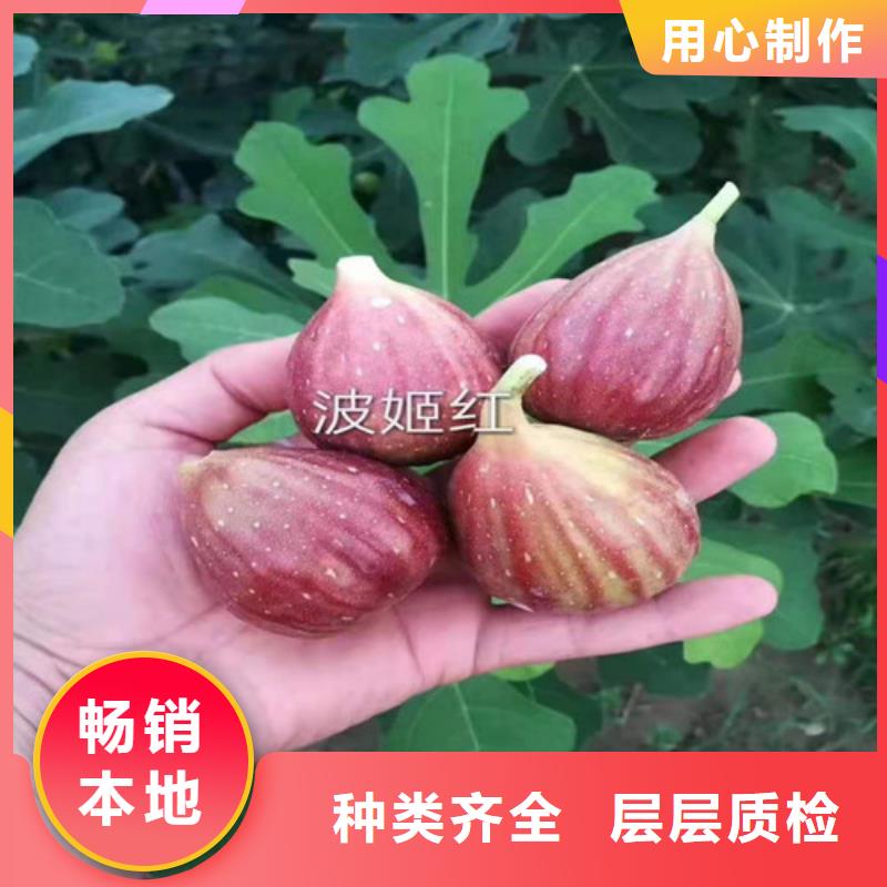 无花果蓝莓苗诚信经营