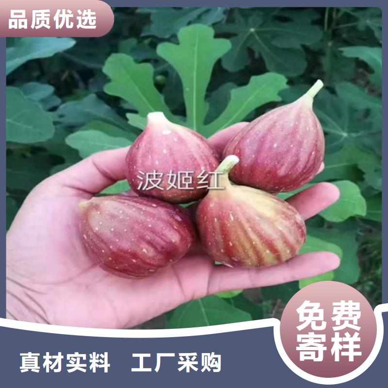 金傲芬无花果树苗