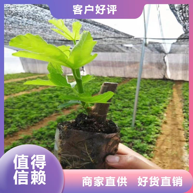 无花果大棚草莓苗源头厂家直销