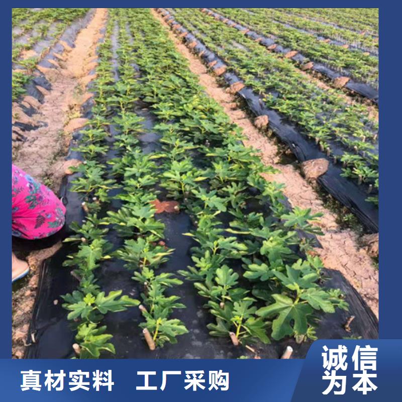 芭劳奈无花果树苗哪里有卖的