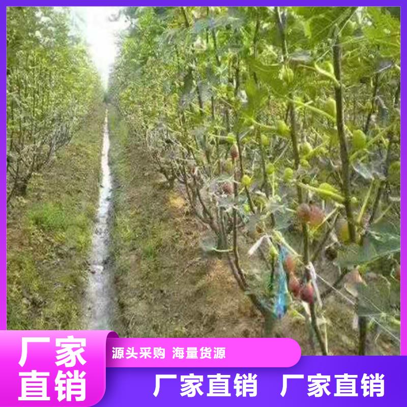 金傲芬无花果树