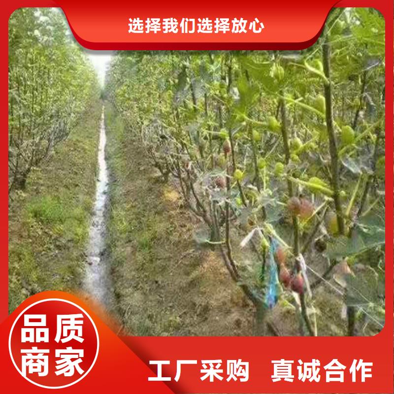 无花果-无花果苗买的放心安兴用的舒心