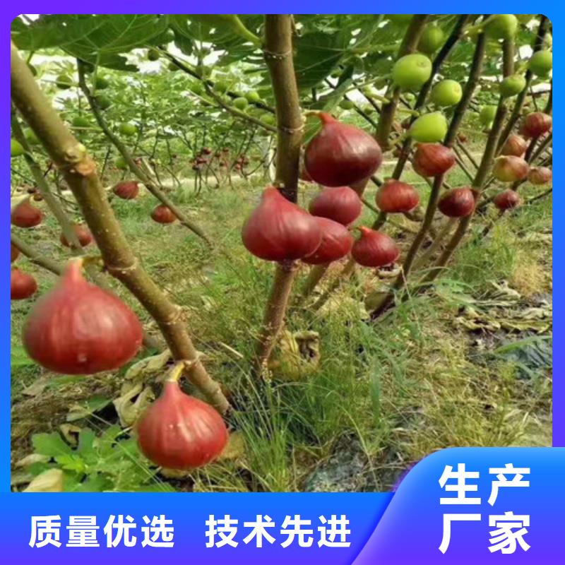 无花果山楂苗精心打造