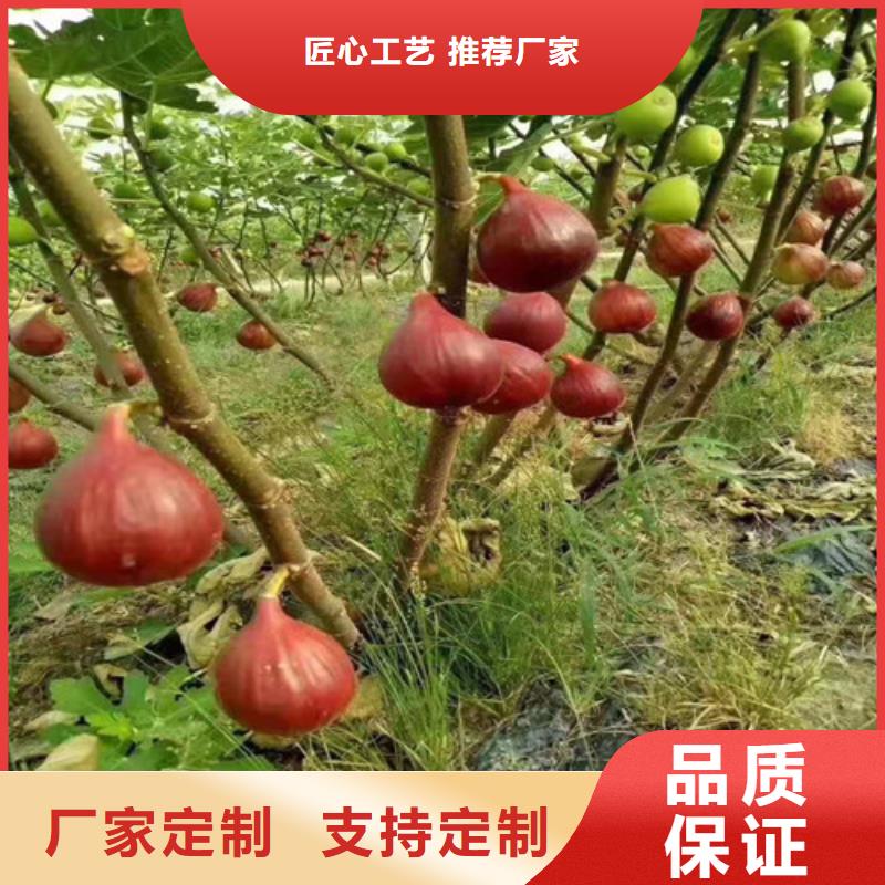 【无花果】,红耔山楂苗极速发货