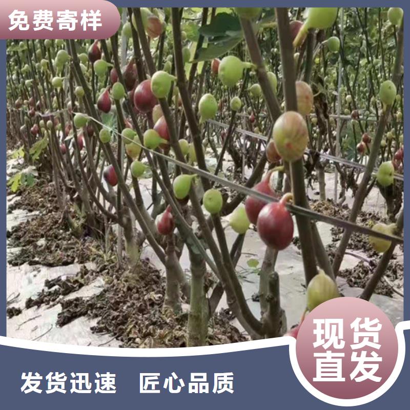 【兴业】乐东县玛斯义陶芬无花果树苗哪里有卖的