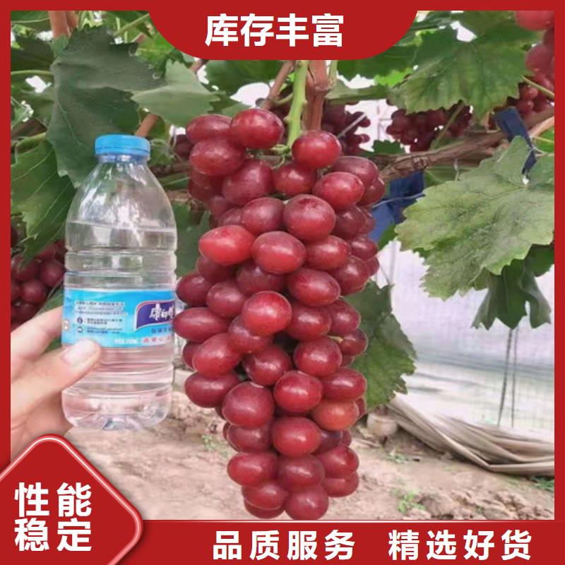 西拉葡萄树品种大全