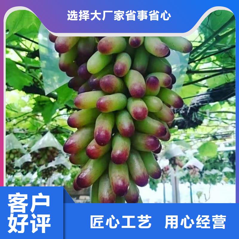 葡萄【冬枣苗】安心购