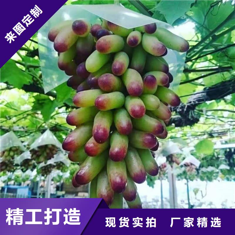 白沙县葡萄树苗专业合作社