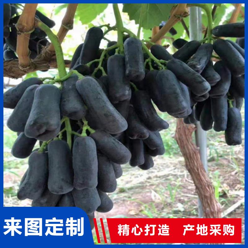 早夏无核葡萄苗