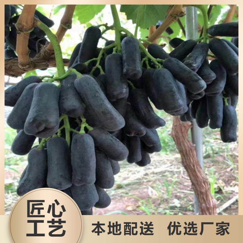 秋天清脆葡萄树苗批发基地