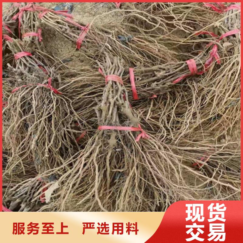 无核白鸡心葡萄苗新品种