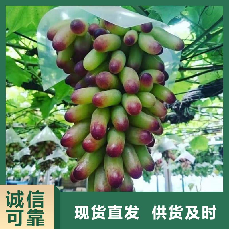 烟73葡萄树苗